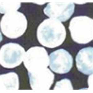 ASH理化制作所 高纯度碱性产品 32344-01