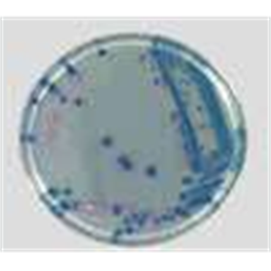 ASH理化制作所 培养基 ESBL