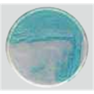 ASH理化制作所 培养基 MDRP