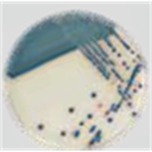 ASH理化制作所 培养基 mSuper CARBA