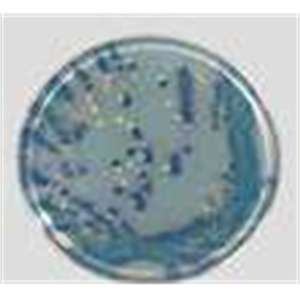 ASH理化制作所 培养基 C3GR