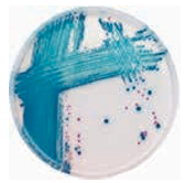 ASH理化制作所 病原性微生物 49958-21