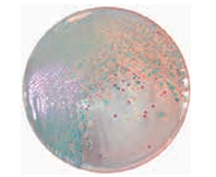 ASH理化制作所 弧菌/霍乱 71150-35