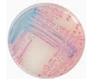 ASH理化制作所 病原性微生物 711509-5