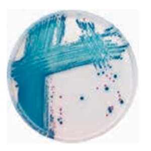 ASH理化制作所 病原性微生物 49958-33