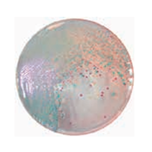 ASH理化制作所 弧菌/霍乱 49958-35