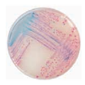 ASH理化制作所 病原性微生物 711081-5