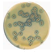 ASH理化制作所 病原性微生物 71721