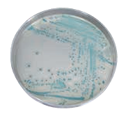 ASH理化制作所 环境微生物 711906-5