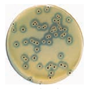 ASH理化制作所 病原性微生物 717512-1