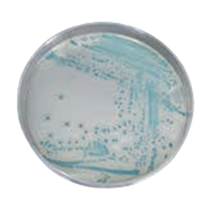 ASH理化制作所 环境微生物 74053