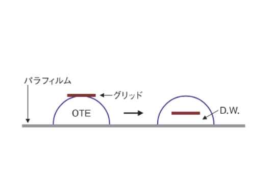 日本NISSHIN日新 0TE粉 Cat.No.332
